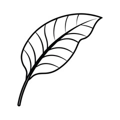 Tropical Banana Leaf with Smooth Surface