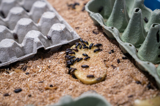 Insects in a farming container, used as a sustainable, high-protein alternative to soy in chicken feed. Eco-friendly poultry nutrition