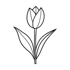 Tulip Plant on White Background