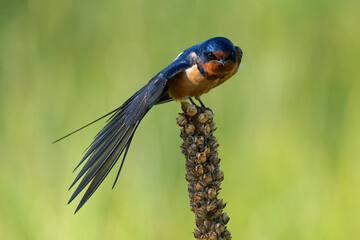 Beautiful Barn Swallow Dancing (spreading wing) in the spring