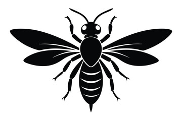 black and white beetle