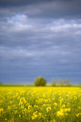 Fototapeta premium Beautiful raps field and a stormy dark sky. Agriculture. Skane, Sweden 2025