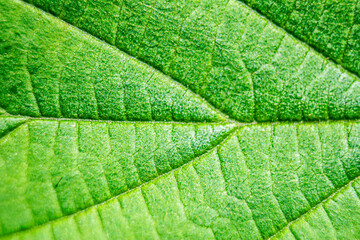 Hoja verde con venas y textura marcadas