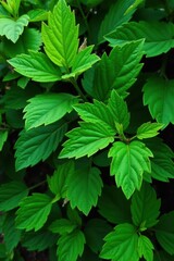 Vibrant green leaves, lush foliage, natural background, organic, woodland