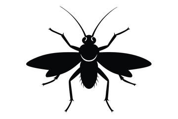 vector illustration of a black beetle