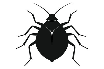 black bug isolated on white background