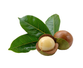 Fresh macadamia nuts with green leaves and nut shell textures on a transparent background, cut out