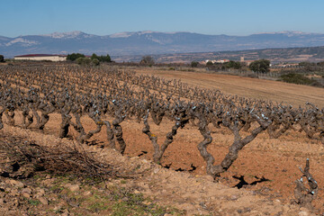 The vineyard in Spain in winter. Rural landscape
