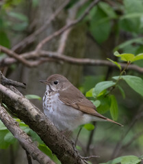 Closeup Hermit Thrush perched on a leafy wooded vine in Pelee National Park in springtime 