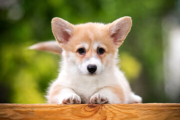 Pembroke Welsh Corgi puppy lying against greenery on a sunny day