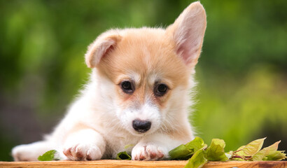 funny welsh corgi pembroke puppy with drooping ear lies against green background on sunny day