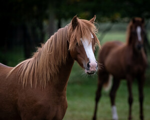 Obraz premium A majestic horse grazes peacefully in a lush green meadow, its coat gleaming in the sunlight. Surrounded by wildflowers and open space, it embodies tranquility and natural beauty.