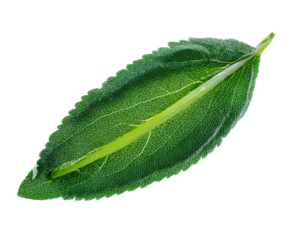 Green leaf with a delicate grass blade on top on a transparent background, cut out