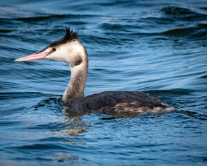 A great crested grebe (Podiceps cristatus) glides elegantly across the water, its slender neck and striking head plumes reflecting in the rippling surface. With a poised demeanor, it showcases the