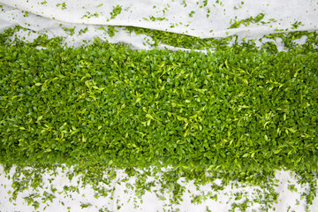 Freshly cut boxwood on a white background. Top view.
