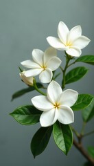 Obraz premium Blooming gardenia jasmine, delicate white blossoms and lush green leaves against a gray backdrop , fragrance, nature, elegant