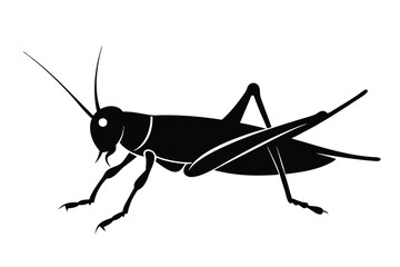 grasshopper isolated on white background