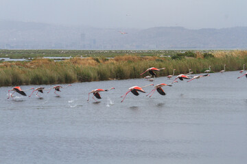 Flock of Flamingos