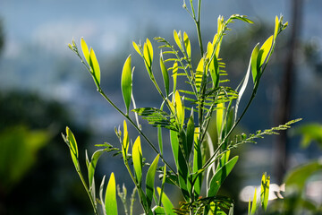 Bright green leaves reflecting sunlight in a natural setting during daytime in a serene environment
