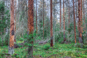 Drying coniferous forest. Trunks of dead trees.