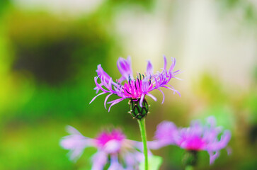 Bright purple wildflowers bloom in a lush green garden during springtime, showcasing nature's vibrant colors