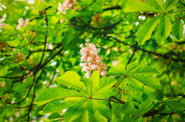 Colorful blossoms and vibrant green leaves on a chestnut tree in springtime showing nature's beauty in full bloom