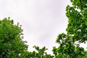 Bright green treetops against a blue sky with fluffy clouds creating a serene nature atmosphere in a forest area