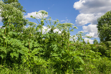 Thickets of cow parsnip in sunny weather.