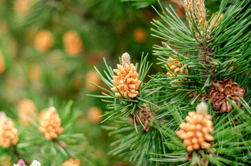 Pine tree with new cones blooming in early spring at a serene forest location