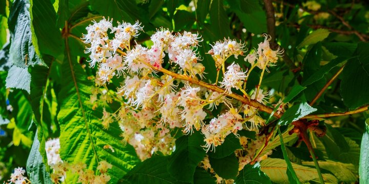 Detail of the inflorescences. Huingan, Schinus polygamus. Schinus polygama, the Hardee peppertree or Chilean pepper tree, is a species of plant in the family Anacardiaceae.