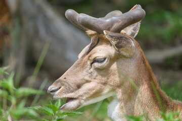 Dama dama aka European fallow deer male close-up head portrait.