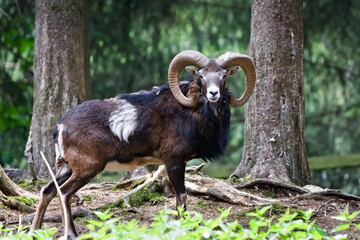 Ovis aries musimon aka The European mouflon male with majestic horns in the forest. Nature of Czech republic.