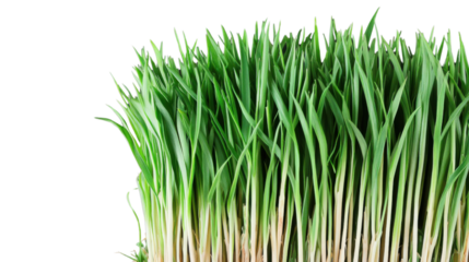 Fresh Green Grass Growing Isolated on Transparent Background