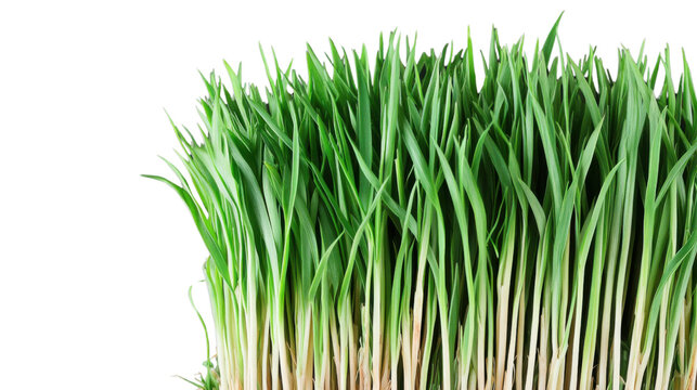 Fresh Green Grass Growing Isolated on Transparent Background
