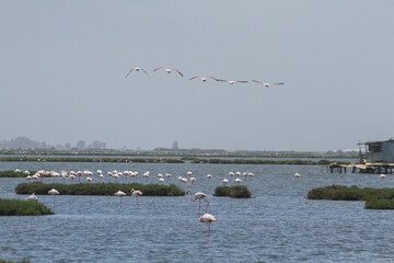 Flock of Flamingos