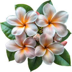 Obraz premium Elegant Plumeria Blossom Arrangement with Lush Green Foliage Displaying Tropical Beauty