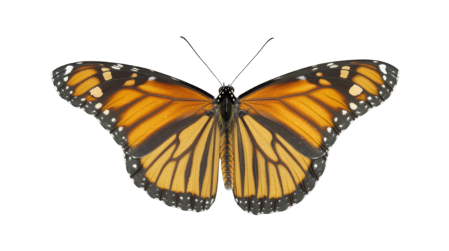 Monarch butterfly showing its wings on transparent background - Powered by Adobe