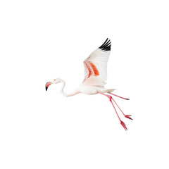 Flamingo bird, Grace in White and Pink The Elegant Life and Habits of the Majestic Flamingo,...