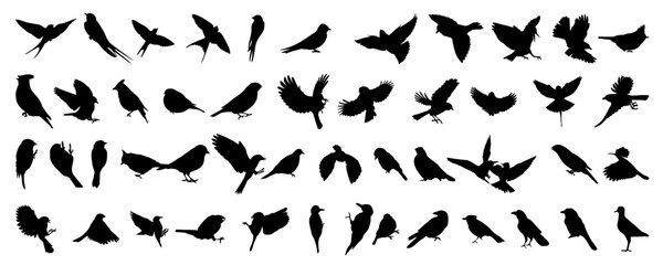 Wildlife. Bird silhouettes set. Vector illustration	
