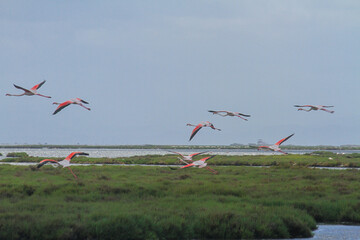 Flock of Flamingos