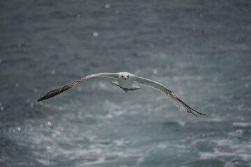 Bosporus seagull