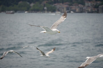 Bosporus seagull