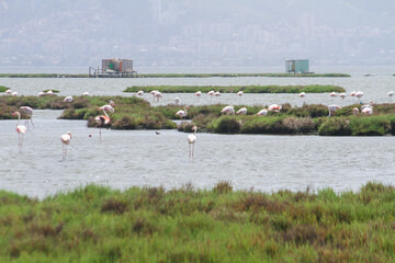 Flock of Flamingos