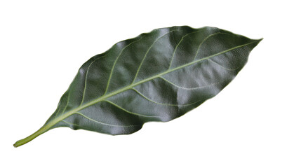 Single green leaf with transparent background showing its veins