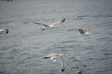 Bosporus seagull
