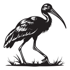 Obraz premium Striking Black and White Ibis Illustration A Detailed Silhouette of a Graceful Bird Standing Tall silhouette