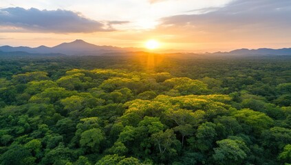 Fototapeta premium Lush tropical forest at sunset