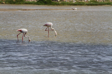 Flock of Flamingos