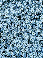 Close-up View of Small White Flowers. Meadow with small white flowers seen from above. A soft carpet of white flowers in a spring garden. cold tone