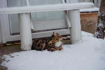 The cat is lying under a bench in the snow. 